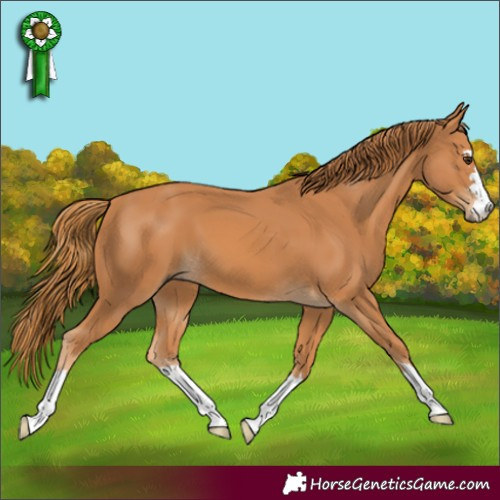 Horse Color:Chestnut 