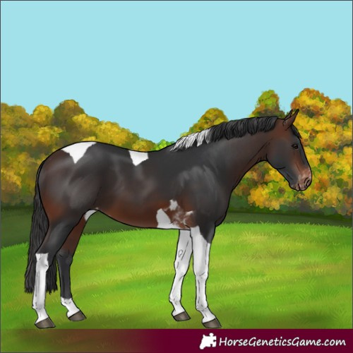 Horse Color:Brown Tobiano Varnish