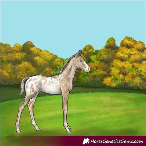 Horse Color:Silver Buckskin Pearl Frame Blanket Rabicano