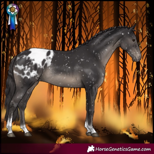Horse Color:Smoky Black Tobiano Blanket Rabicano 