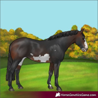 Horse Color:Brown Frame