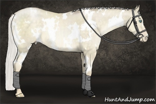 Horse Color:White Spotted Silver Buckskin Pearl Dun 