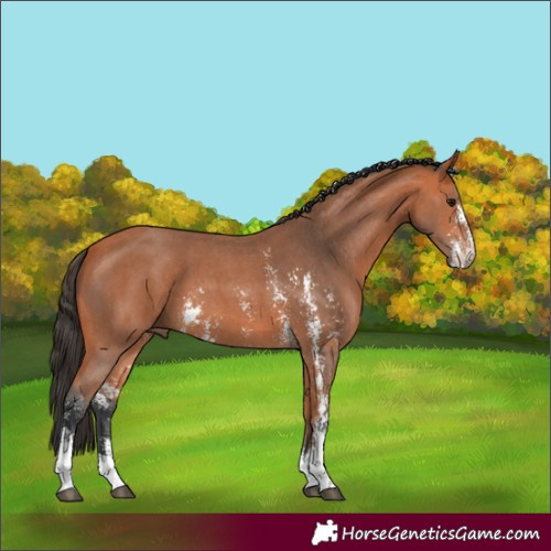 Horse Color:Bay Sabino
