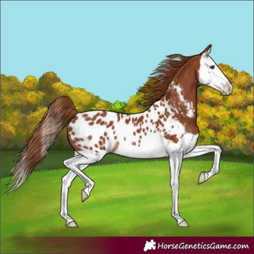 Horse Color:Chestnut Splash Near Leopard 