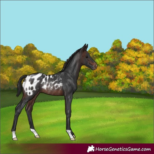 Horse Color:Brown Blanket Rabicano
