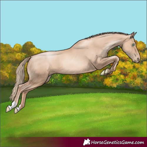 Horse Color:Gold Champagne Pearl Rabicano and Gold Champagne Pearl Rabicano
