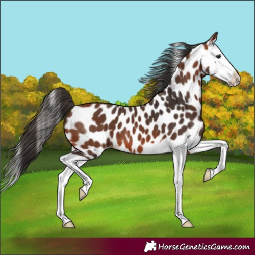 Horse Color:Bay Splash Leopard 
