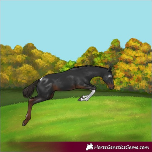 Horse Color:Gray Liver Chestnut Tobiano