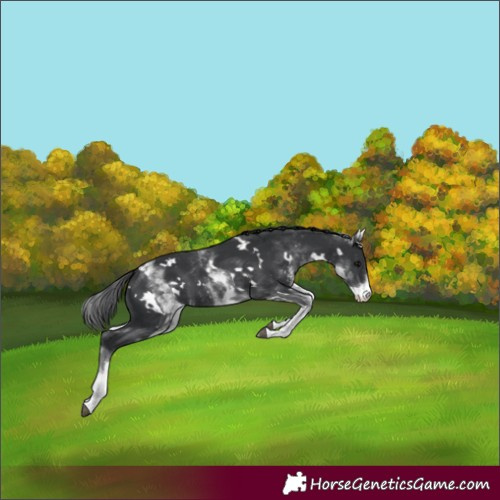 Horse Color:White Spotted Black