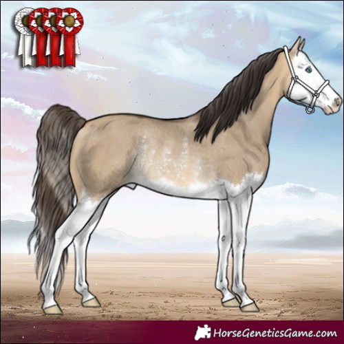 Horse Color:Buckskin Dun Splash Rabicano