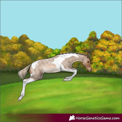 Horse Color:Chocolate Palomino Roan Tobiano