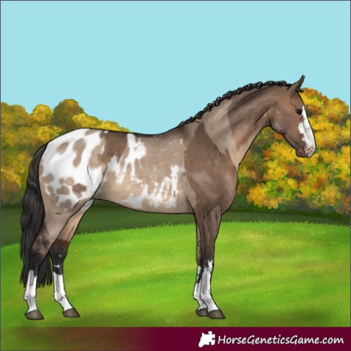 Horse Color:Brown Dun  and Brown Dun Blanket 