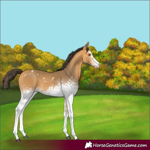 Horse Color:White Spotted Buckskin