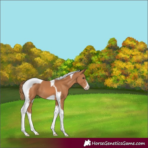 Horse Color:Chestnut Tobiano Frame 