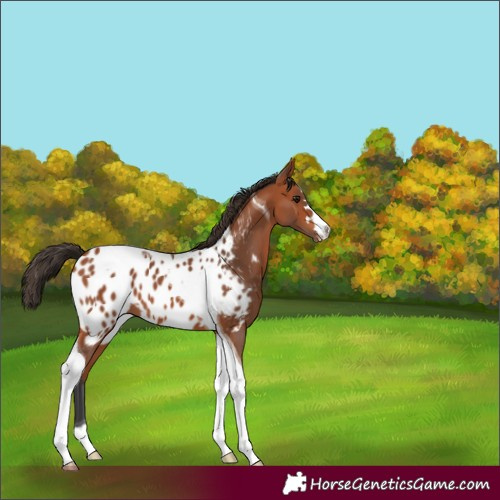Horse Color:Bay Tobiano Near Leopard