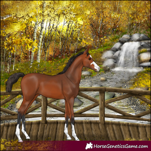Horse Color:Bay 