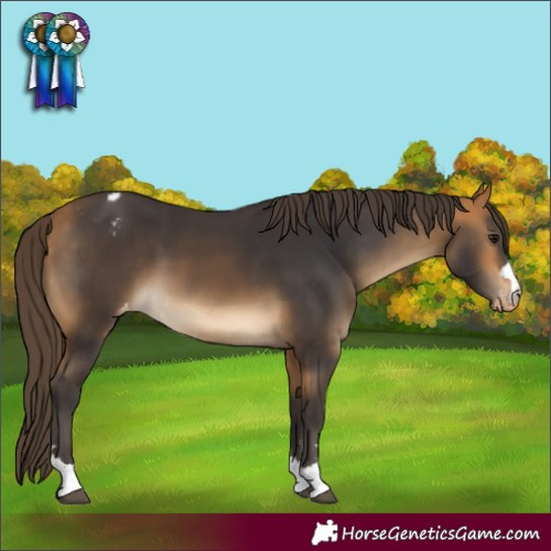 Horse Color:Buckskin Varnish