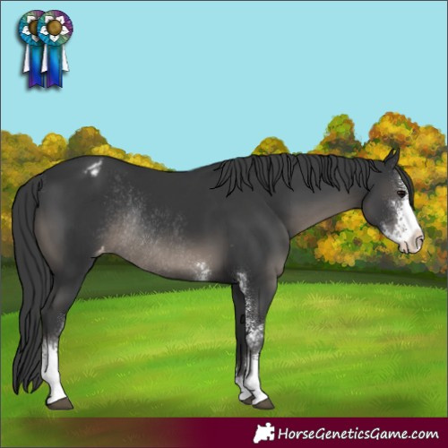Horse Color:Black Sabino Varnish Rabicano