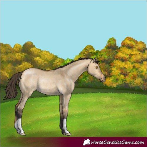 Horse Color:Buckskin Dun Rabicano