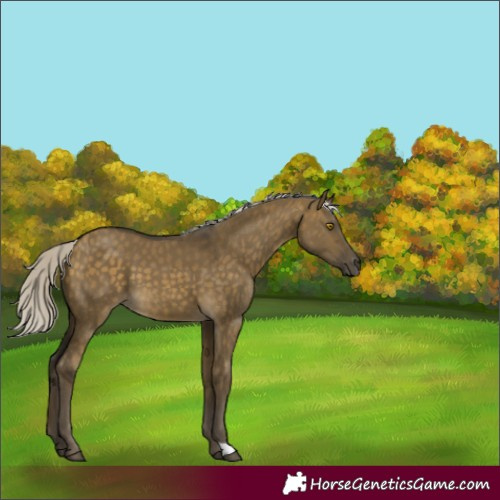 Horse Color:Silver Buckskin Dun 