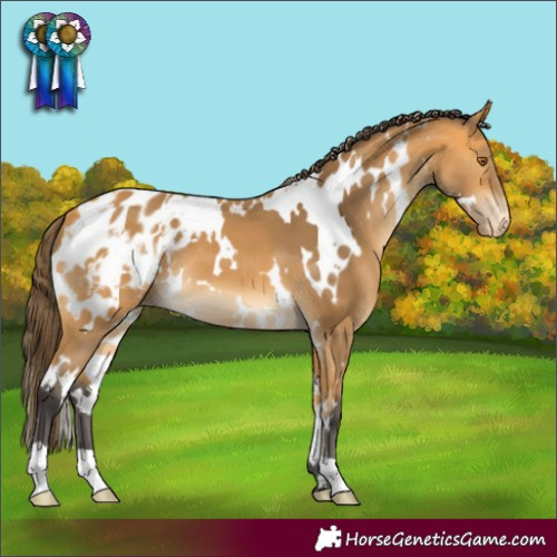 Horse Color:White Spotted Buckskin Varnish