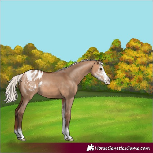 Horse Color:Silver Bay Dun Sabino Varnish 