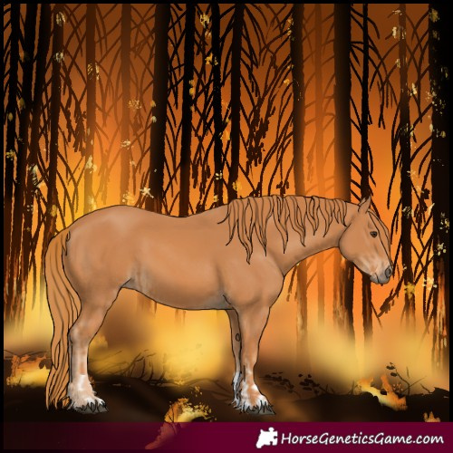 Horse Color:Chestnut  and Chestnut 