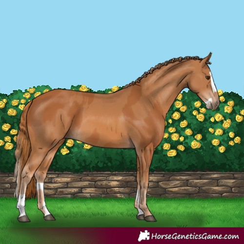 Horse Color:Chestnut  and Chestnut Splash 