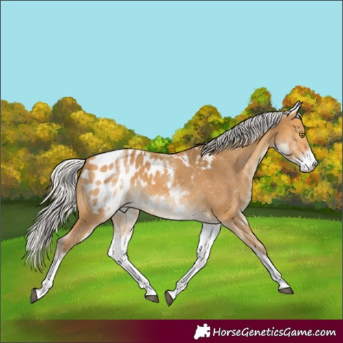 Horse Color:White Spotted Silver Buckskin Sabino Blanket Rabicano 