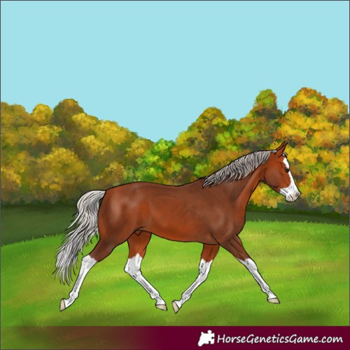 Horse Color:Silver Bay Splash