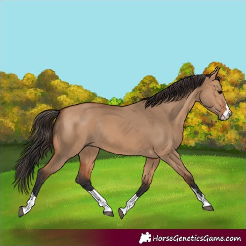 Horse Color:Bay Dun Rabicano 
