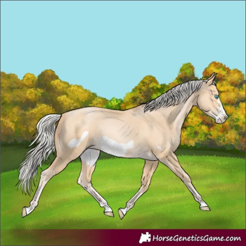 Horse Color:Silver Buckskin Pearl Frame Rabicano 