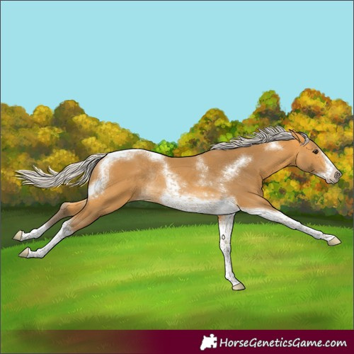 Horse Color:Silver Buckskin Tobiano Frame Rabicano