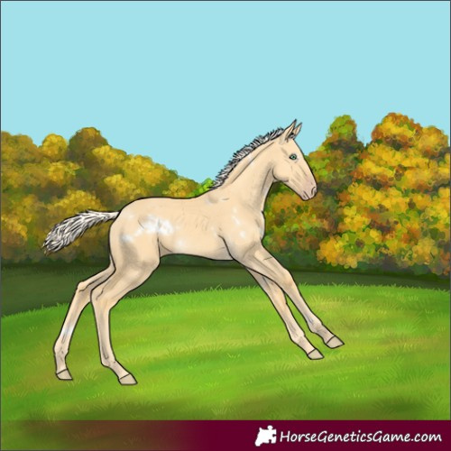 Horse Color:White Spotted Gold Cream Champagne Dun 