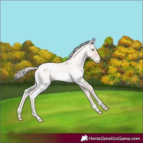 Horse Color:White Spotted Gold Cream Champagne Roan Pearl Dun Varnish