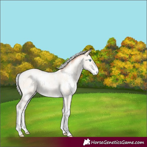 Horse Color:White Spotted Silver Amber Cream Champagne Pearl Dun Sabino