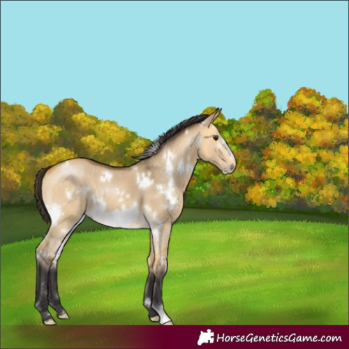 Horse Color:White Spotted Buckskin Dun Frame 