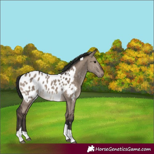 Horse Color:Brown Dun Tobiano Near Leopard 
