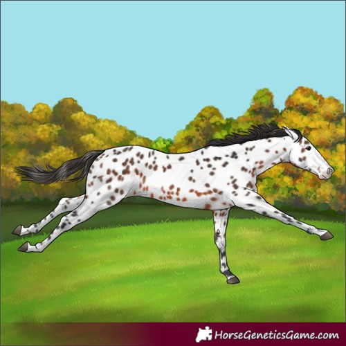 Horse Color:Brown Sabino Near Leopard 
