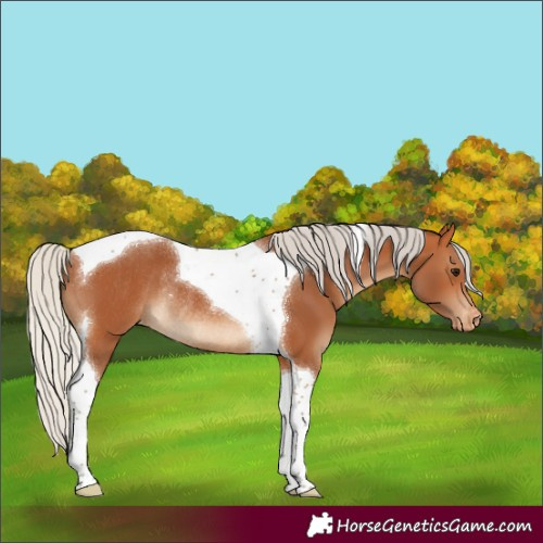 Horse Color:Silver Bay Tobiano Varnish Rabicano