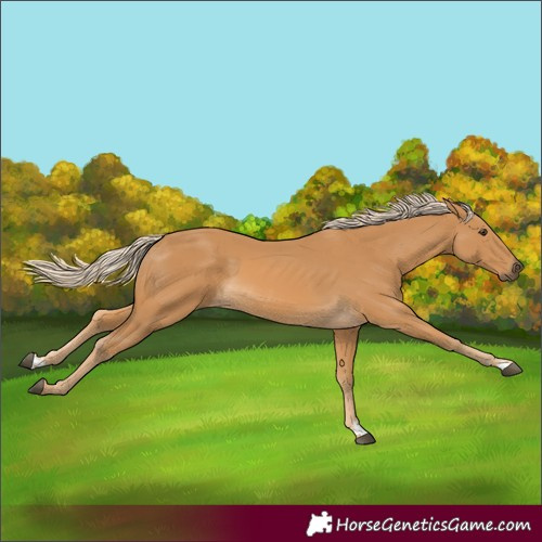 Horse Color:Palomino 
