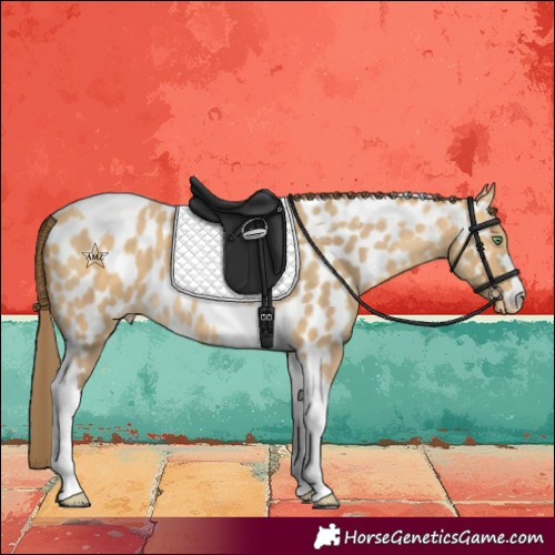 Horse Color:Amber Cream Champagne Tobiano Near Leopard