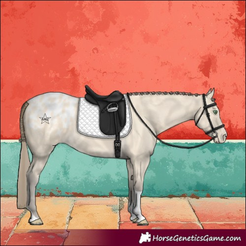 Horse Color:Amber Cream Champagne Tobiano Blanket 