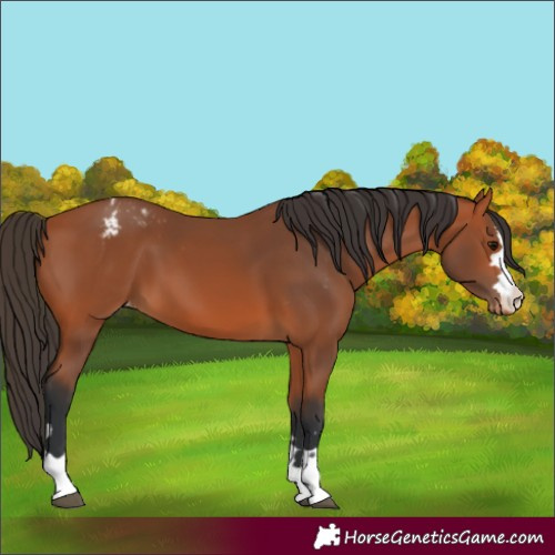 Horse Color:Bay Varnish 