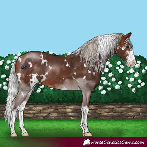 Horse Color:White Spotted Silver Bay Sabino Splash Rabicano 