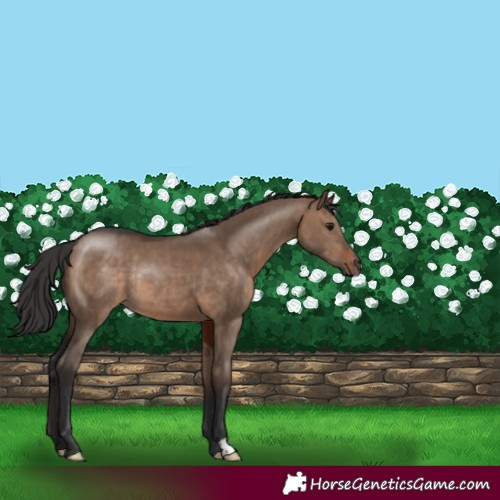Horse Color:Brown Dun Rabicano