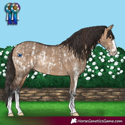 Horse Color:Bay Dun Sabino Blanket Rabicano and Bay Dun Sabino Rabicano