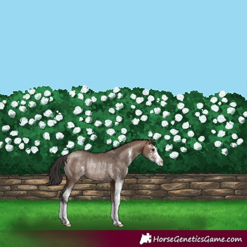 Horse Color:Brown Dun Sabino Rabicano 