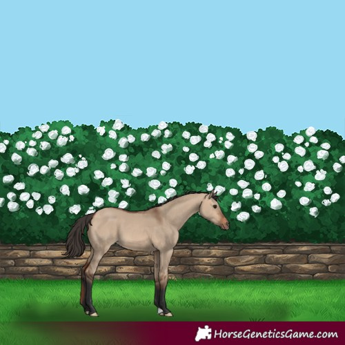 Horse Color:Bay Dun
