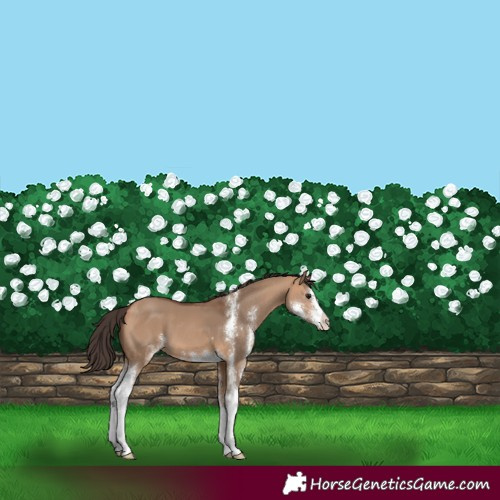 Horse Color:Bay Dun Sabino 